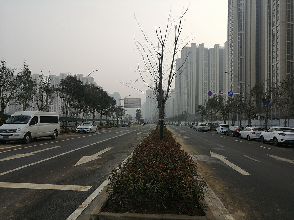 特事特辦、創(chuàng)造速度奇跡 --洛達路（中原路-穎河路）綠化工程完工